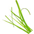 Indian coco-grass